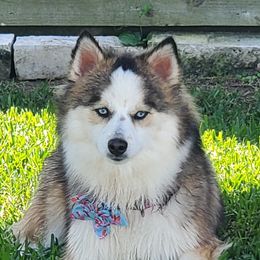 Bella - Pomsky