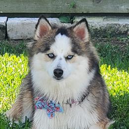 Bella - Pomsky