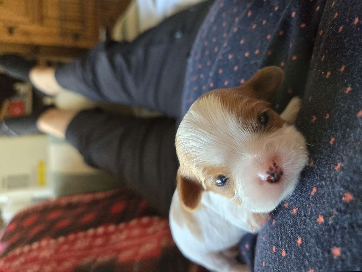 Boy 4 Tiny Tim - Cavalier King Charles Spaniel puppy from Cinnamon the Cavalier King Charles