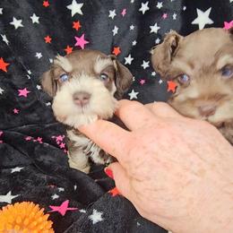 Winnie - Liver female Miniature Schnauzer puppy in Panama City, Florida from Emerald Coast Schnauzers