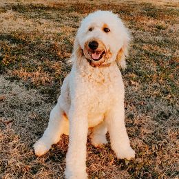 Ginger - Goldendoodle