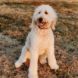Ginger - Goldendoodle