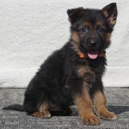 Noah - Black and red male German Shepherd puppy in Muldrow, Oklahoma from Reizarf Kennels