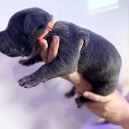Orange - Gray male Cane Corso puppy in Sullivan, Missouri from Midwest Cane Corso in Action