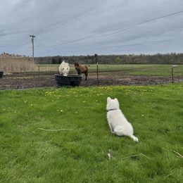 Blue Girl - White German Shepherd puppy in Depauville, New York from Davis Farm