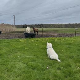 Blue Girl - White German Shepherd puppy in Depauville, New York from Davis Farm