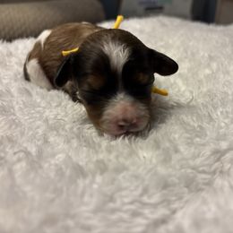 Yellow collar girl (Isabel) - Brown female Cavapoo puppy in Eagle Mountain, Utah from Liberty Farms Puppies