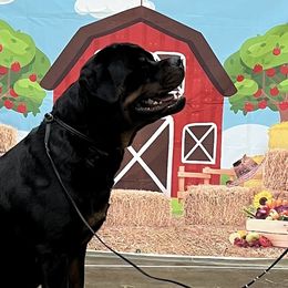 Gil - Rottweiler