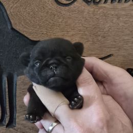 Female - Black female Pug puppy in Cheyenne, Wyoming from Viking Kennel