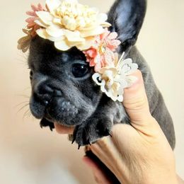 French Bulldog and Pomsky Puppies from Mini French Bulldog Pups