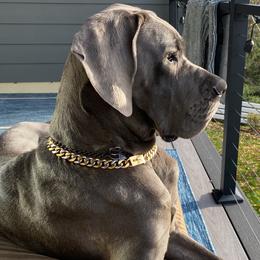 Remi - Great Dane