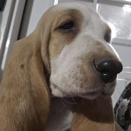 White Collar Girl - Lemon and white female Basset Hound puppy in Richland Hills, Texas from The Basset Family