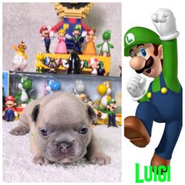 Luigi - Blue fawn male French Bulldog puppy in Denver, Colorado from Mecham Family kennels -MechamFrenchies