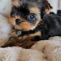 Yorkshire Terrier Puppies from Luxe Yorkshire Terriers