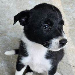 Border Collies from MACs Border Collies