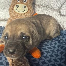 Deer - Yellow female Black Mouth Cur puppy in Warsaw, Missouri from Heritage Cow Dogs
