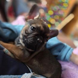 Carrie - Fawn female French Bulldog puppy in Solway, Minnesota from PcFrenchies