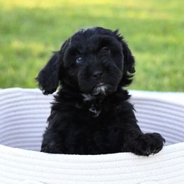 Fifi - Black and white female Aussiedoodle puppy in Missouri from Husky Hill Kennel