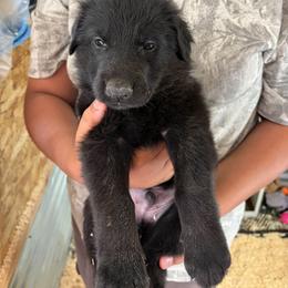 Red Collar - Black male German Shepherd puppy in Puyallup, Washington from Majestic Royal German Shepherd’s
