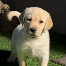 Girl 4 - Yellow female Labrador Retriever puppy in Wilson’s, Virginia from Cedar Hill Farm Labradors