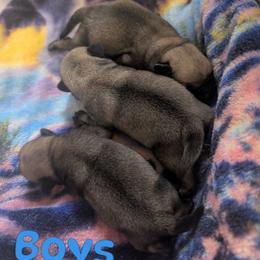 Dandy - Fawn male Pug puppy in Winter Haven, Florida from Lisa's Pugalicious Pugs