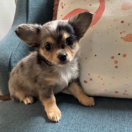 Thomad - Merle male Chihuahua puppy in Monterey, Virginia from Blue Grass Valley Chihuahuas