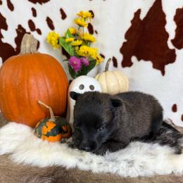 Brownie - Fawn sable female Belgian Malinois puppy in Cascade, Iowa from Platinum K9S