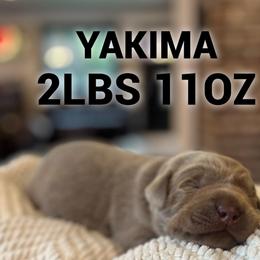Yakima - Silver male Dilute Retriever puppy in Puyallup, Washington from 12 Door Farm Labradors