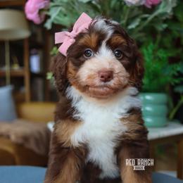 Bonbon - Brown and white female Bernedoodle puppy in Salado, Texas from Red Ranch Dogs