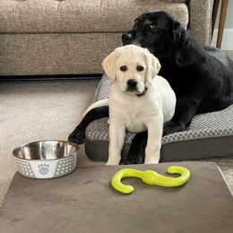 Labrador Retriever Puppies from Fidelity Farm Labradors