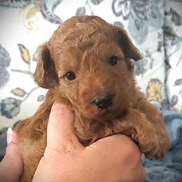 Stanley - Red Mini Poodle Raised in Home - Red  male Poodle puppy in Falcon, Missouri from Cedar House Heritage Poodles | AKC Toy & Miniature Poodle Puppies Raised in Home