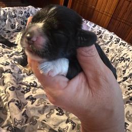 Toots - Black female Cocker Spaniel puppy in Columbia, South Carolina from Fleur de Lis Cockers- Cuchna Cockers
