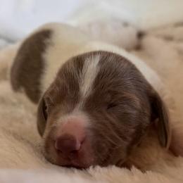 Blossom - Piebald female Dachshund puppy in Wallingford, Kentucky from Hensley Homestead Dachshunds