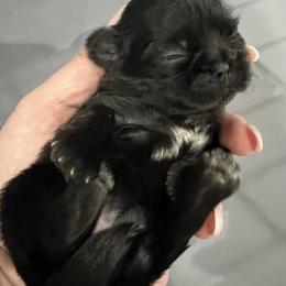 Rebel - Chocolate female Shih Tzu puppy in Fair Grove, Missouri from Hilltop Shih Tzus