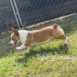 Lois - Pembroke Welsh Corgi