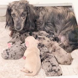 Zuna - Dachshund