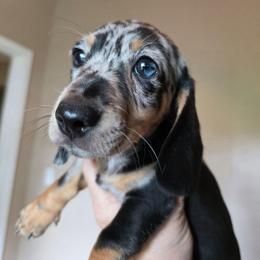 Baby Boy Leo - Dapple male Dachshund puppy in Polo, Missouri from Cool Runnin Dachshunds