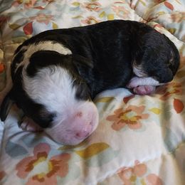Twix - Tri-color female Bernedoodle puppy in Lancaster, Pennsylvania from NLB Mini Bernedoodles