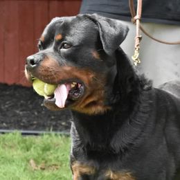 Rottweilers from Real Deal Kennels