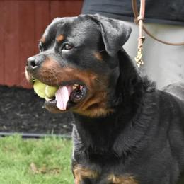 Rottweilers from Real Deal Kennels