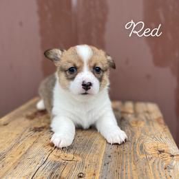 American Corgi and Pembroke Welsh Corgi Puppies from Flying K Corgis