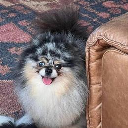Johnny - Pomeranian