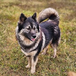 Ella - Siberian Husky