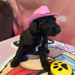 Denver - Silver female Poodle puppy in Mobile, Alabama from Semmy’s Standard Poodle LLC