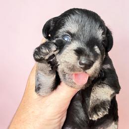 Violet black n silver - Black and silver female Miniature Schnauzer puppy in Temple, Texas from Schnauzers Of Taylor