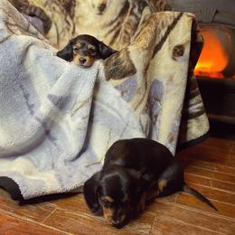 Dachshund Puppies from Rustic Dachshunds