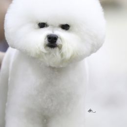 Bichon Frises from Oksana Novoselova