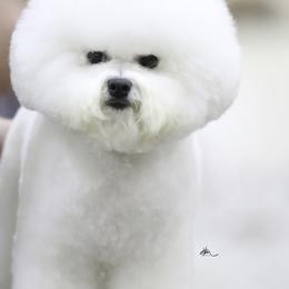 Bichon Frises from Oksana Novoselova