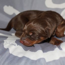 Doberman Pinscher Puppies from Franklin Dobermans