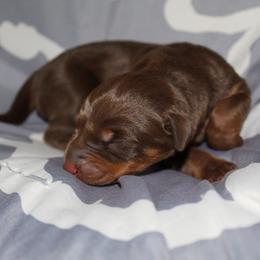 Doberman Pinscher Puppies from Franklin Dobermans